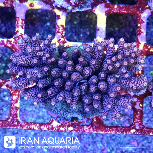 آکروپورا (ACROPORA)