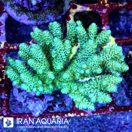 آکروپورا (ACROPORA)