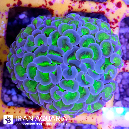  فرگ وال همر سبز بنفش ( Hammer Coral )