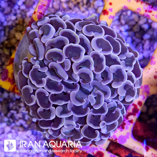  فرگ وال همر صورتی ( Hammer Coral )