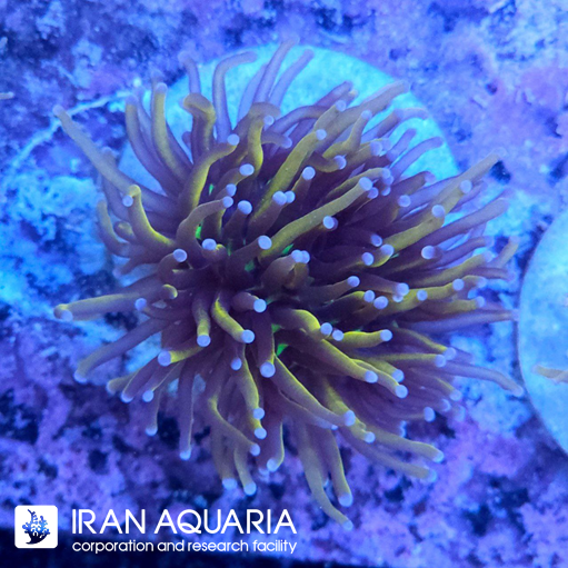  فرگ تورچ متالیک گلد (  Torch Coral )