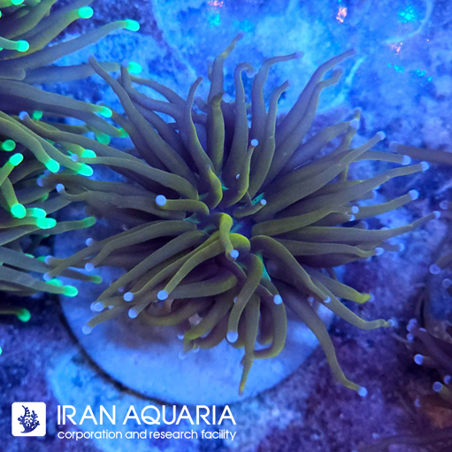 تورچ 24 کی (  Torch Coral )