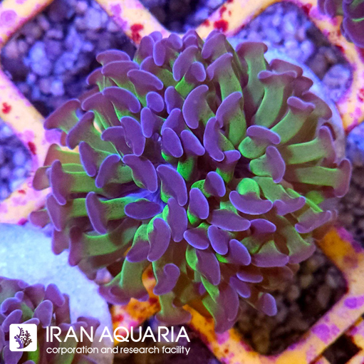 فرگ برنچینگ همر سبز بنفش ( Hammer Coral )