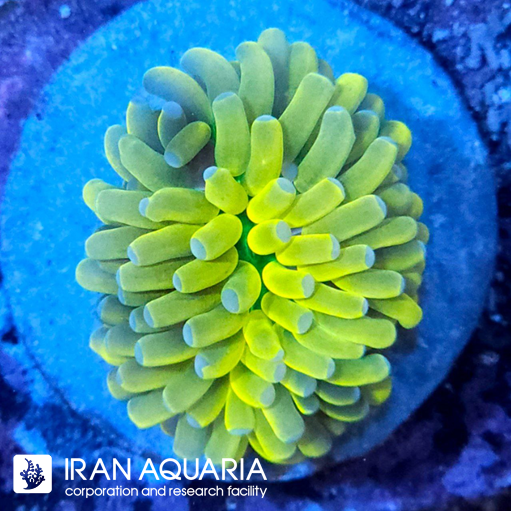 فرگ تورچ هولی گریل ( Torch coral )