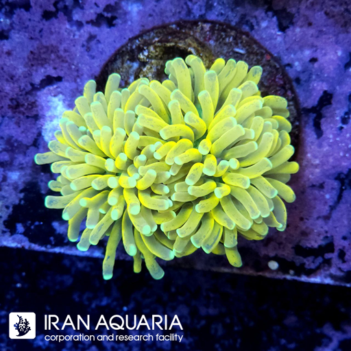 فرگ تورچ هولی گریل ( Torch coral )