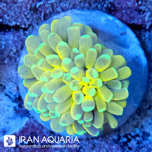  فرگ تورچ بنانا (  Torch Coral )