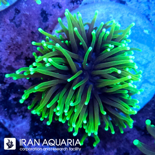 فرگ تورچ دراگون سول ( Torch coral ) 