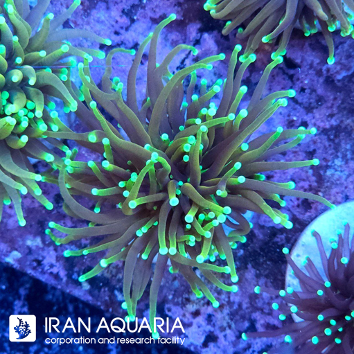 فرگ تورچ دراگون سول ( Torch coral ) 