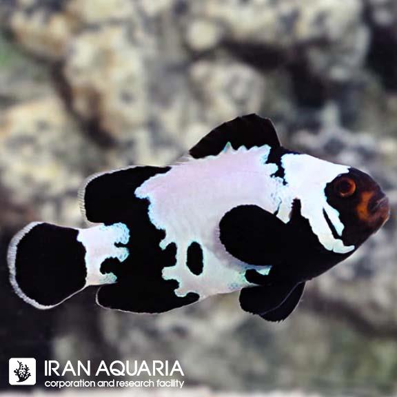 دلقک ماهی بلک آیس وارداتی (Black Ice Clownfish )