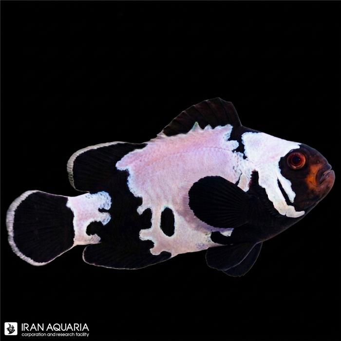 دلقک ماهی بلک آیس وارداتی (Black Ice Clownfish )