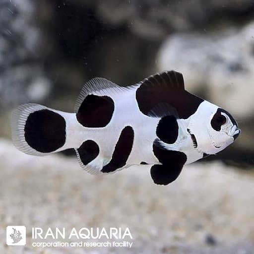 دلقک ماهی بلک استورم (Black Storm Clownfish)