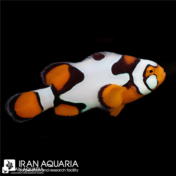   دلقک ماهی بلک پیکاسو ( Black Picasso clownfish)