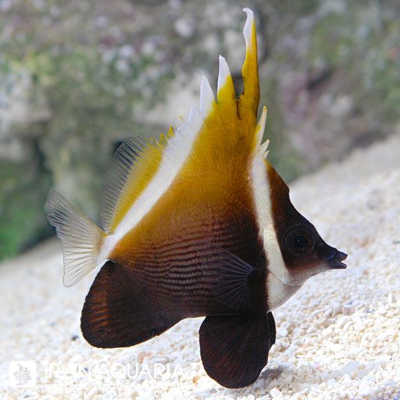 پروانه ماهی هامپ هد (Heniochus Brown Butterflyfish)