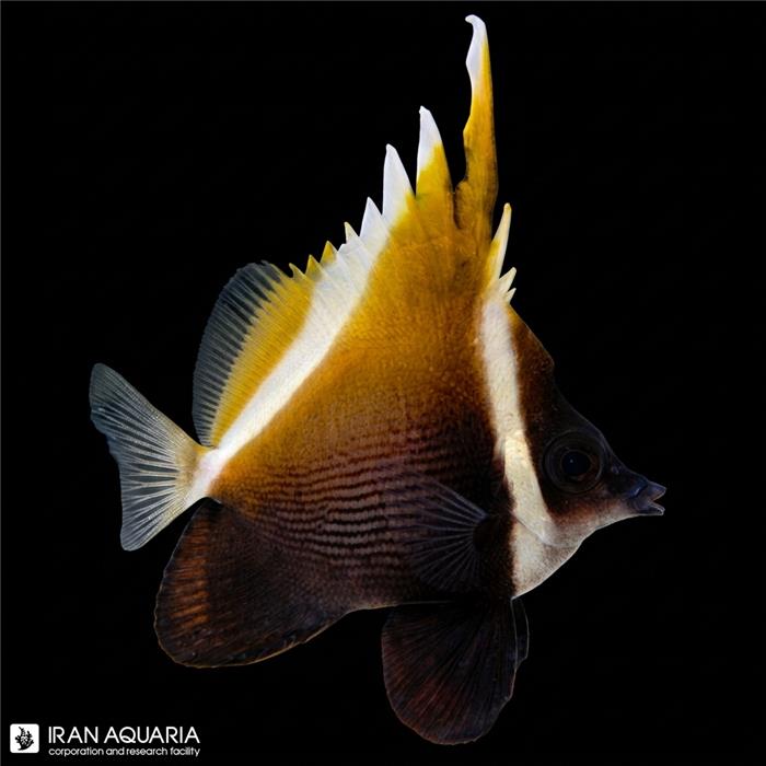 پروانه ماهی هامپ هد (Heniochus Brown Butterflyfish)
