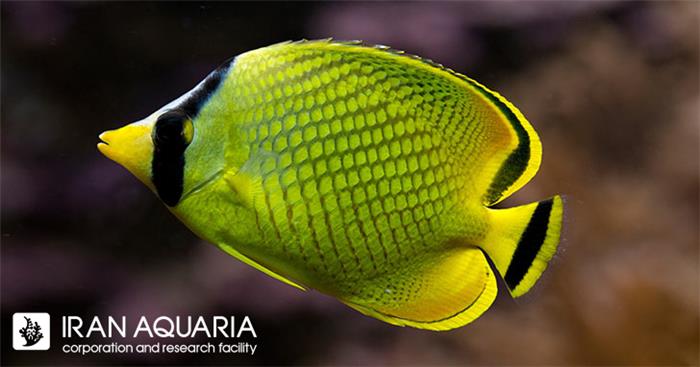 پروانه ماهی اسپکلد (chaetodon citrinellus)