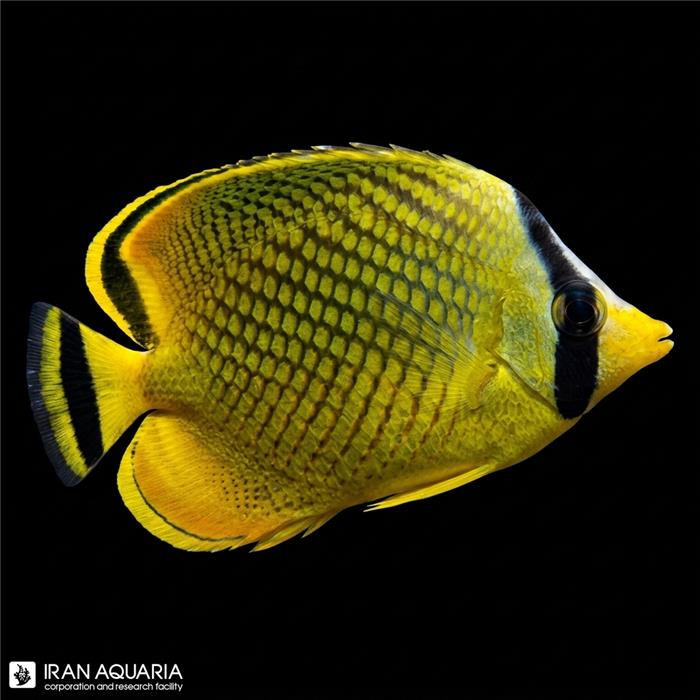 پروانه ماهی اسپکلد (chaetodon citrinellus)