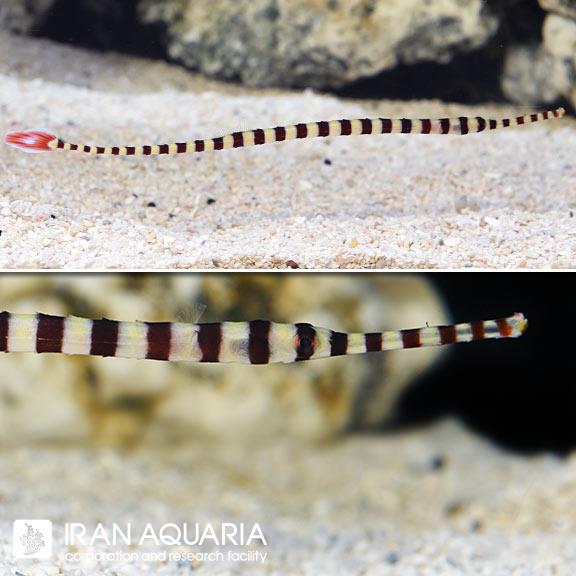 پایپ فیش راه راه (Banded Pipefish)