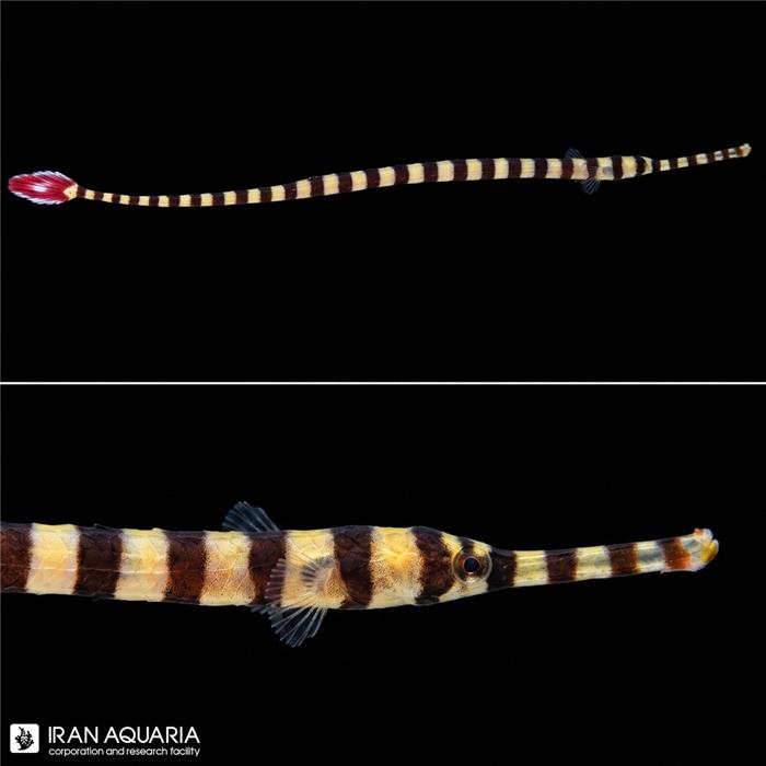 پایپ فیش راه راه (Banded Pipefish)