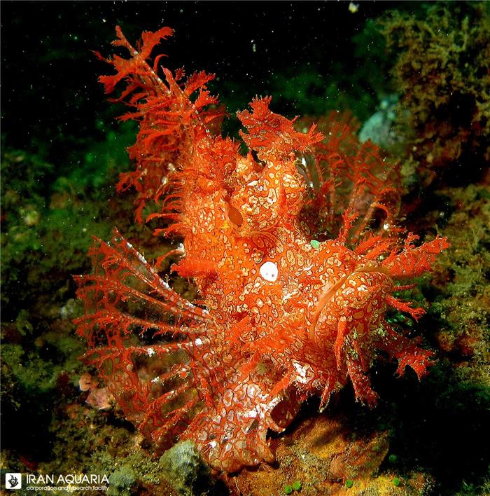 عقرب ماهی فراندوسا (rhinopias frandosa)