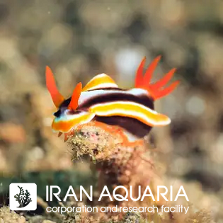 نودیبرانچ مگنیفیست (rhinopias frandosa)