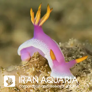 نودیبرانچ راب هم (rhinopias frandosa)