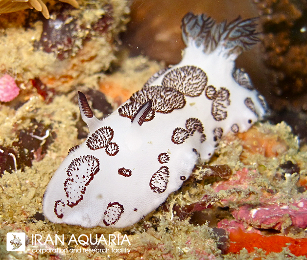 نودیبرانچ فیونرال (jorunna funebris)