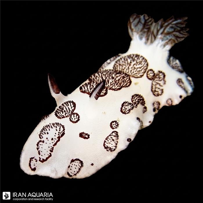 نودیبرانچ فیونرال (jorunna funebris)