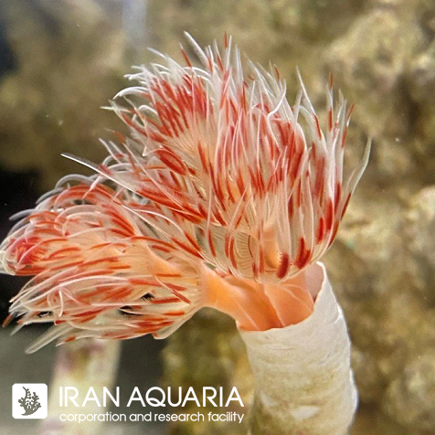 کوکو ورم قرمز(jorunna funebris)