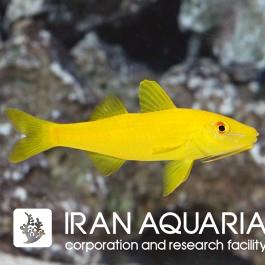 بزماهی زرد(parupeneus cyclostomus)