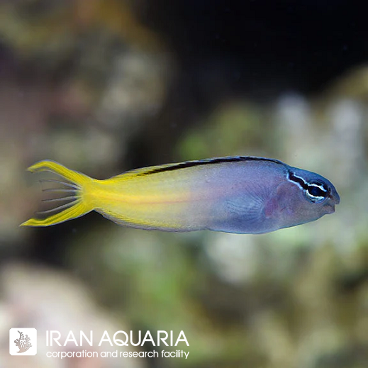 بلنی دم چنگی(jorunna funebris)