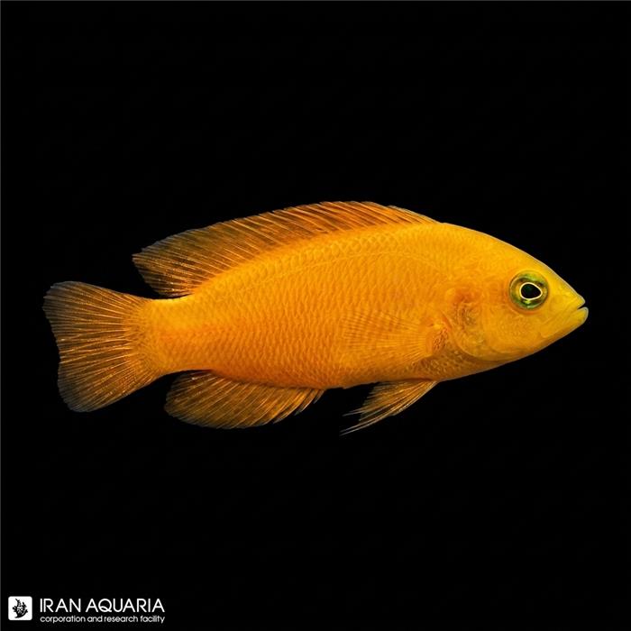 داتی بک زرد (Yellow Dottyback)