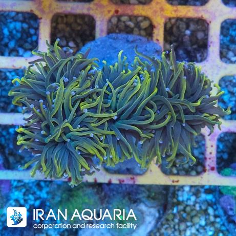 تورچ گلد ( Torch coral )