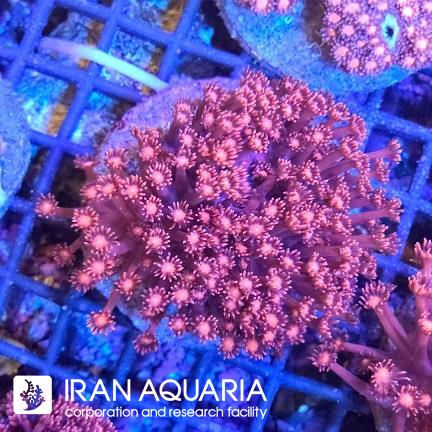 گانیوپورا قرمز ( Red Goniopra )