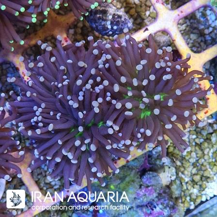 تورچ بنفش دهان سبز استرالیایی  ( Torch coral )