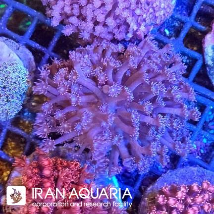 گانیوپورا بنفش ( purple Goniopra )