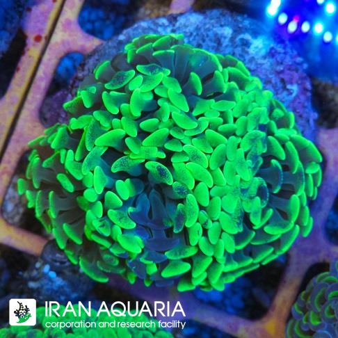 برنچینگ همر سبز فسفری ( Hammer coral )