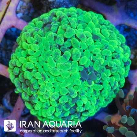برنچینگ همر سبز فسفری ( Hammer coral )