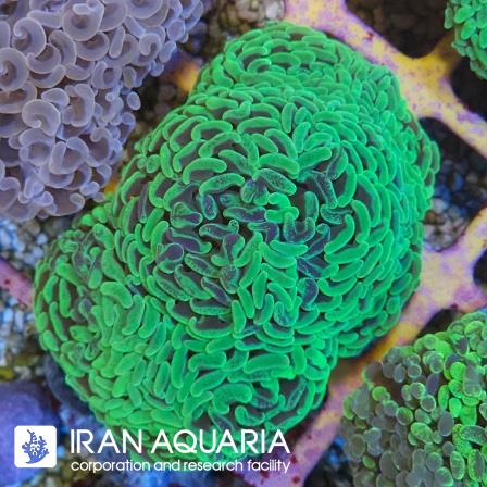 برنچینگ همر استرالیایی ( Hammer coral )