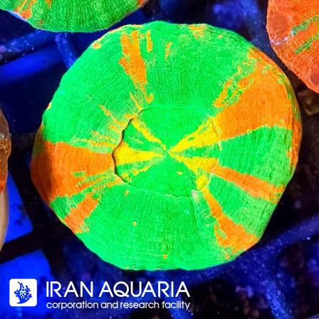 اسکولیمیا بیلیدینگ  اپل ( Scolymia coral )