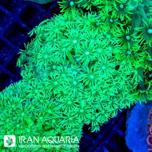 گانیوپورا سبز استرالیایی ( Green Goniopra )