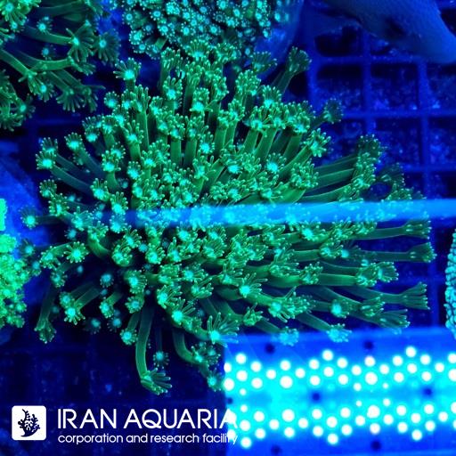 گانیوپورا سبز ( Green Goniopra )