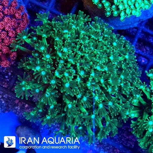 گانیوپورا سبز ( Green Goniopra )