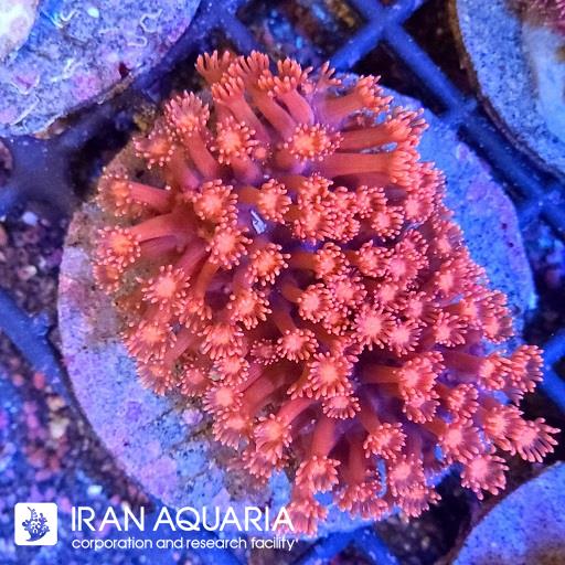 گانیوپورا قرمز ( Red Goniopra )