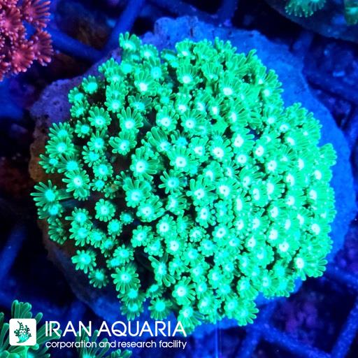 آلوئوپرا سبز ( Alveopora )