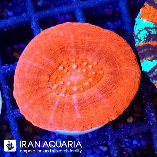 اسکولیمیا قرمز ( Scolymia coral)