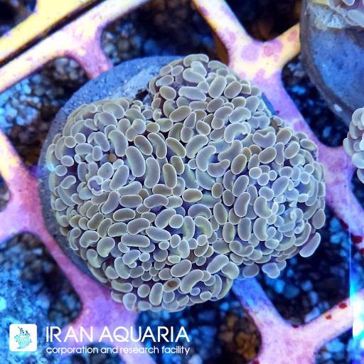 برنچینگ همر نارنجی ( Branching Hamer )