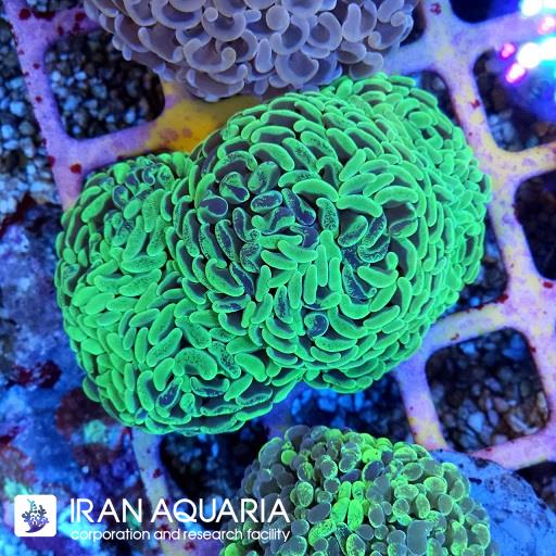 برنچینگ همر هیبرید استرالیایی  ( Branching Hamer )