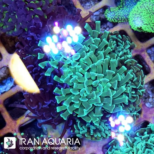 برنچینگ همر سبز ( Branching Hammer )