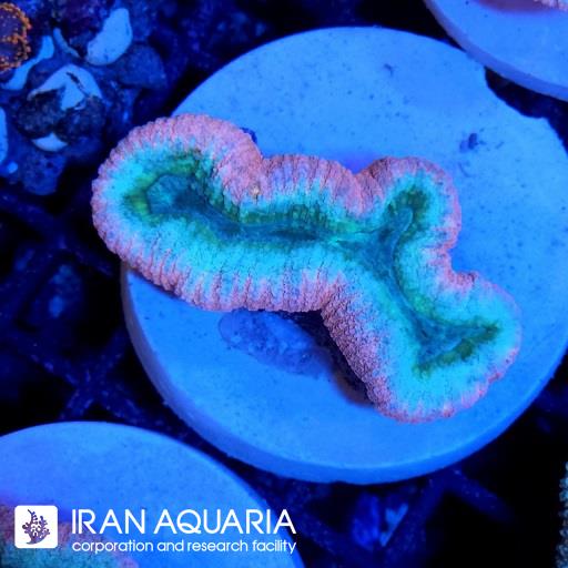 لوبو برین استرالیایی ( Lobophiyllia Coral )