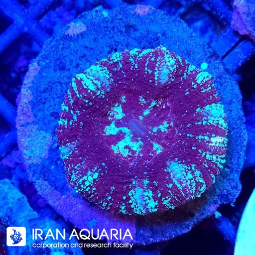 اسکولیمیا ( Scolymia coral)